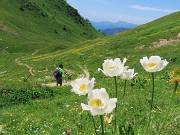 65 Sulla via del ritorno tra Pulsatille alpine sul sent. 219